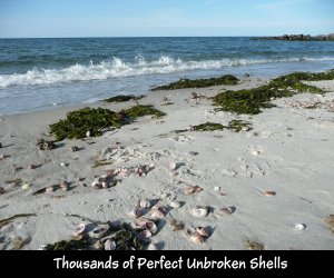P1150446 Shells on Cape Cod