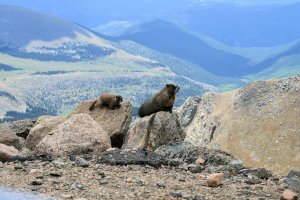 Yellow Bellied Marmots on Mt. Evans