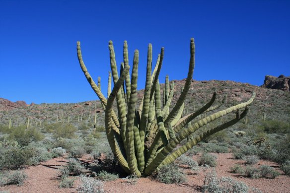 18 Organ Pipe Cactus National Monument-Canon-26