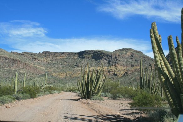 19 Organ Pipe Cactus National Monument-Canon-14